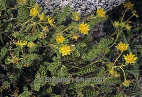 ivesia shockleyi var shockleyi 2 graphic